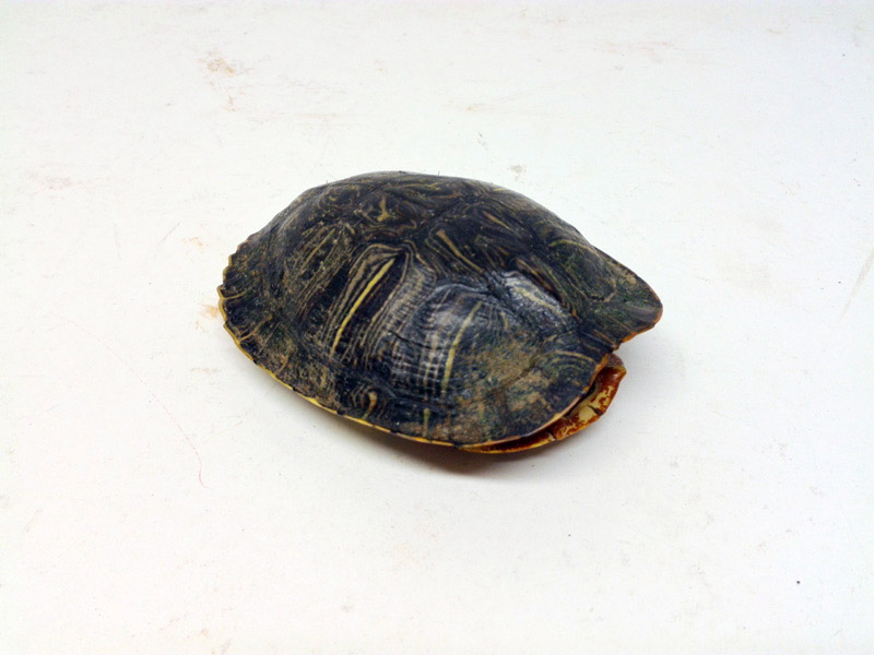 caparazon tortuga animal 5x13x10.5 1u